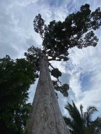 Yang Na Yai Tree – Ancient Dipterocarpus alatus tree on Koh Phangan
