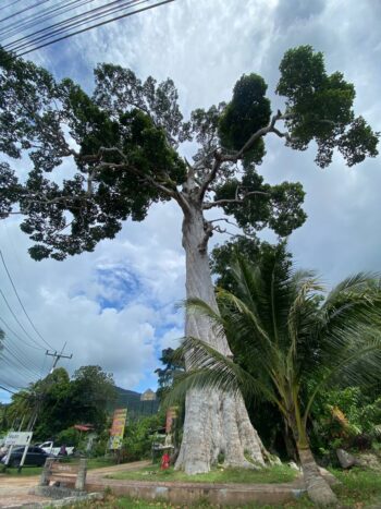 Yang Na Yai Tree – Ancient Dipterocarpus alatus tree on Koh Phangan
