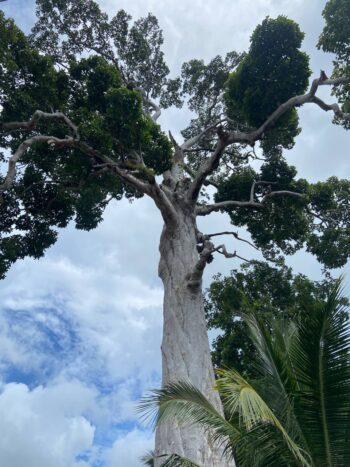Yang Na Yai Tree – Ancient Dipterocarpus alatus tree on Koh Phangan
