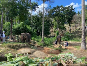 Feeding elephants bananas at Koh Phangan Elephant Trekking