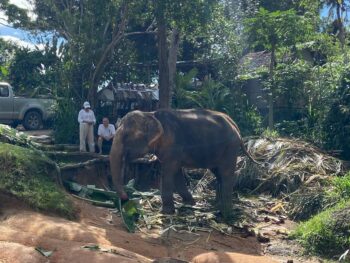 Feeding elephants bananas at Koh Phangan Elephant Trekking