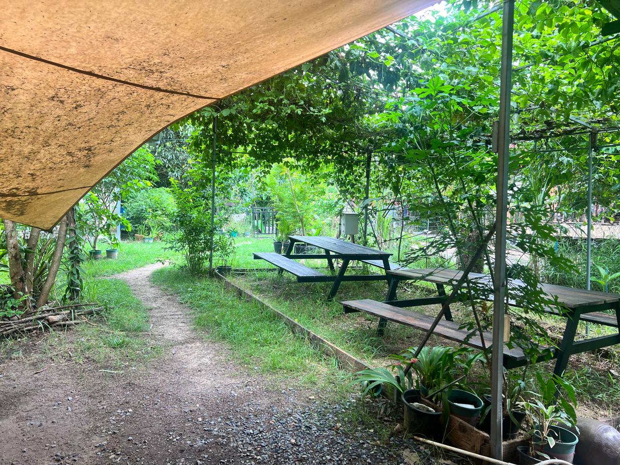 Swiss Farmacy café exterior and garden on Koh Phangan