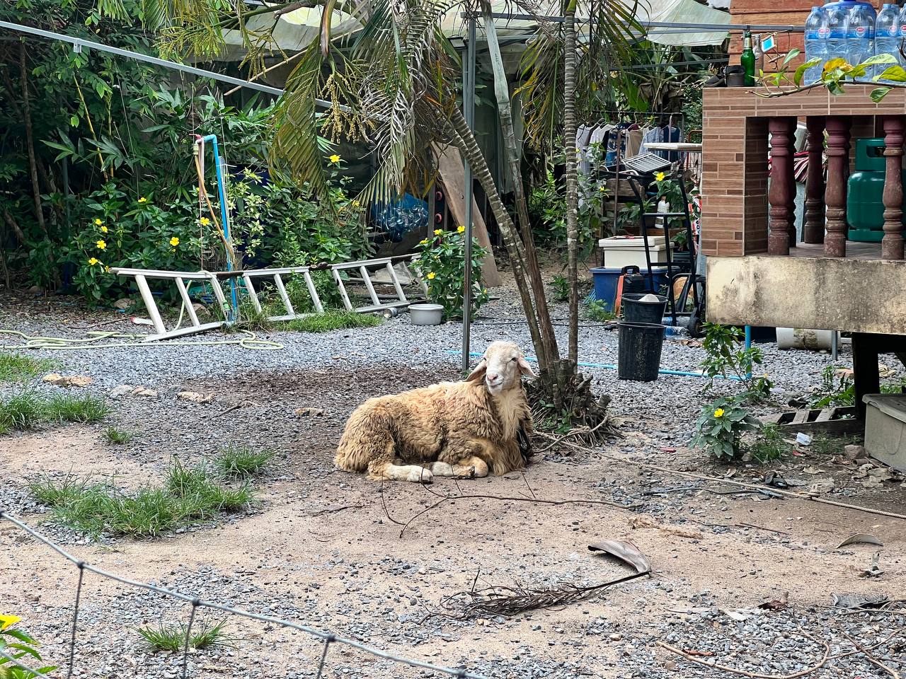 Swiss Farmacy café exterior and garden on Koh Phangan