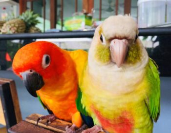 Zoo Cafe petting zoo area on Koh Phangan