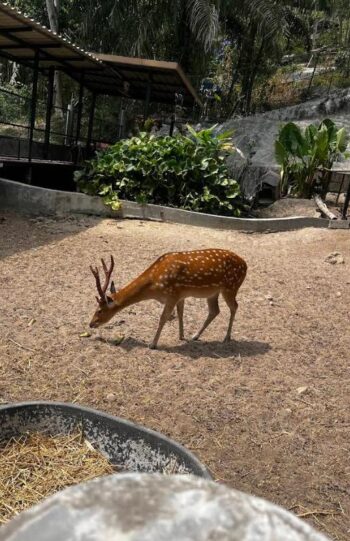 Zoo Cafe petting zoo area on Koh Phangan